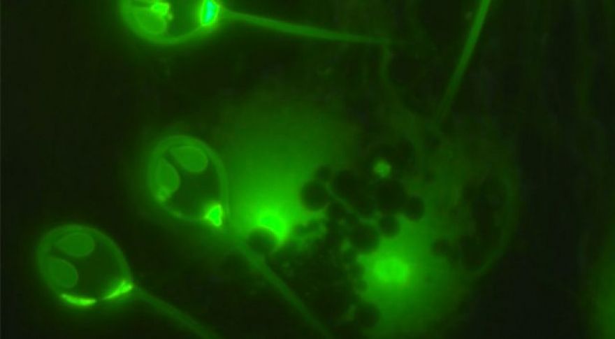 Scientists Find the First Animal That Doesn&rsquo;t Breathe