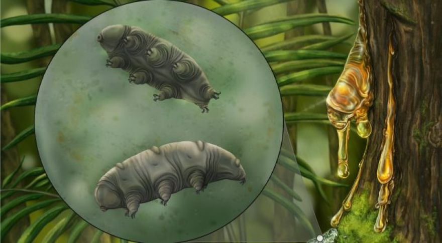 Third-Ever Tardigrade Fossil Discovered Hiding in a Hunk of Amber