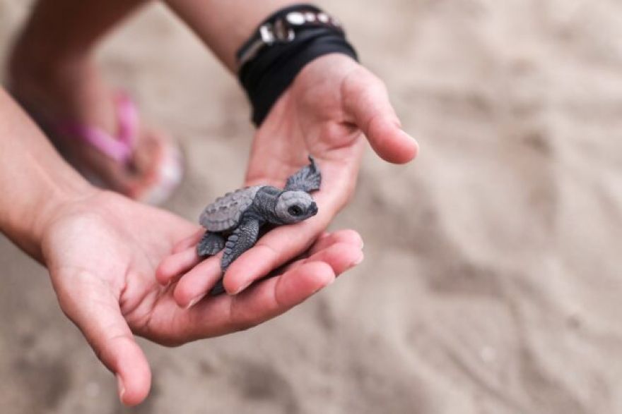 High Temps Are Causing Most Florida Sea Turtles to be Born Female