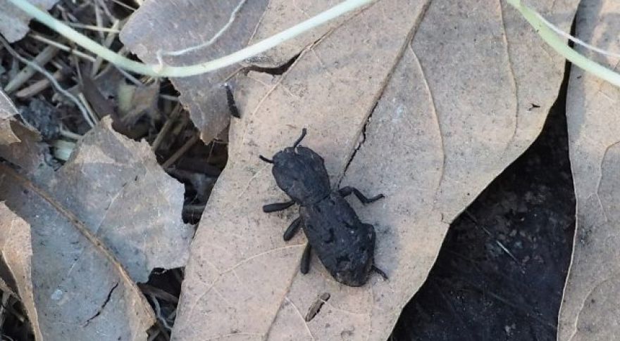 The Diabolical Ironclad Beetle Is Way Tougher Than You