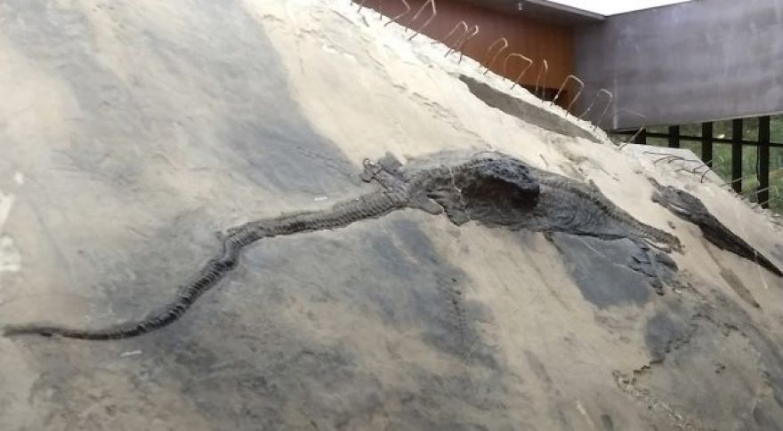 Deadly Prehistoric Sea Monster Found Inside Second, Slightly Larger Sea Monster