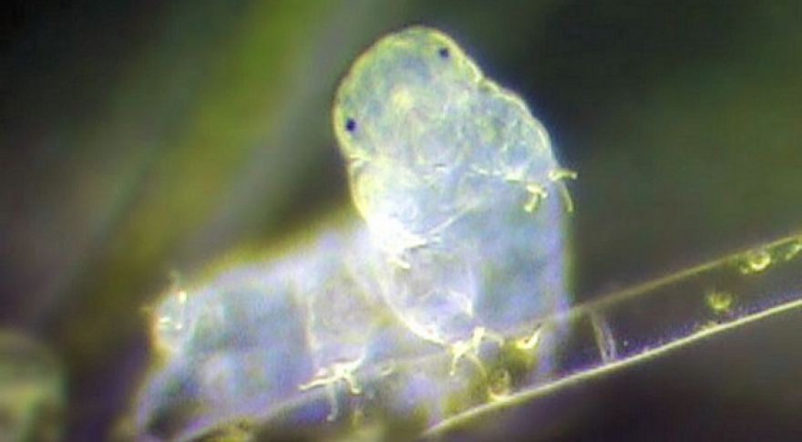 Tardigrades survive extreme dehydration by turning into glass