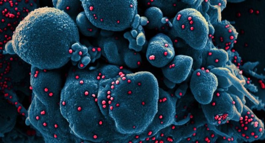 New Coronavirus Vaccine Advances to Phase 2 Human Trials