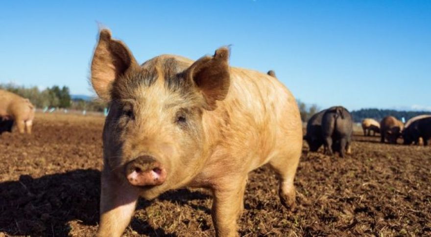 Some Pig: Scientists Use AI To Decode Swine Sounds