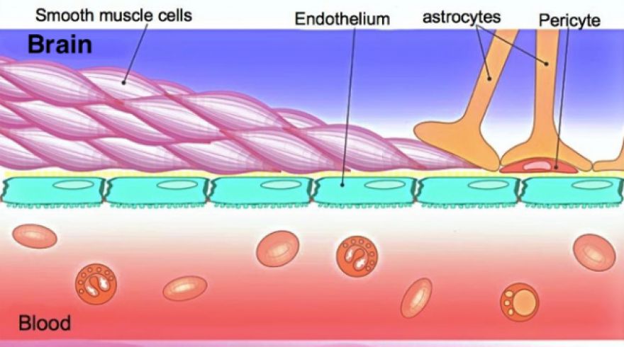 Prospecting for drugs in the cerebral minefield