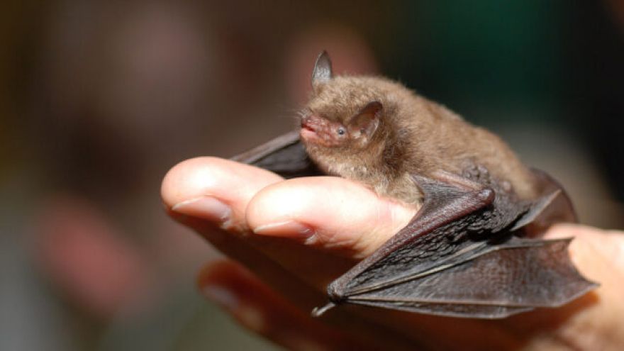 Bats Growl Just Like Death Metal Singers