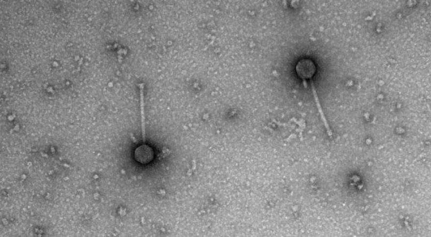 Doctors Use Genetically Engineered Viruses to Fight Drug-Resistant Superbug
