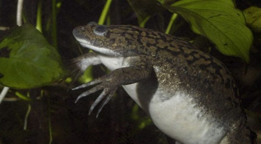 Frogs Regrow Limb With New Treatment