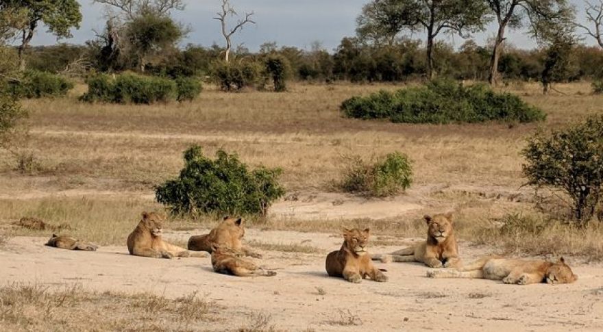 We Put Phone Cameras to the Ultimate Test: An African Safari