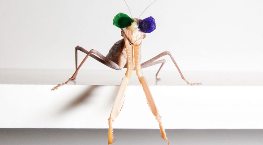 Putting Glasses on Praying Mantis Reveals New Form of 3D Vision