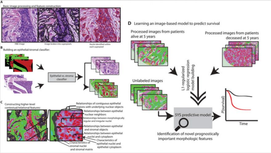 Understanding the limits of convolutional neural networks — one of AI’s greatest achievements