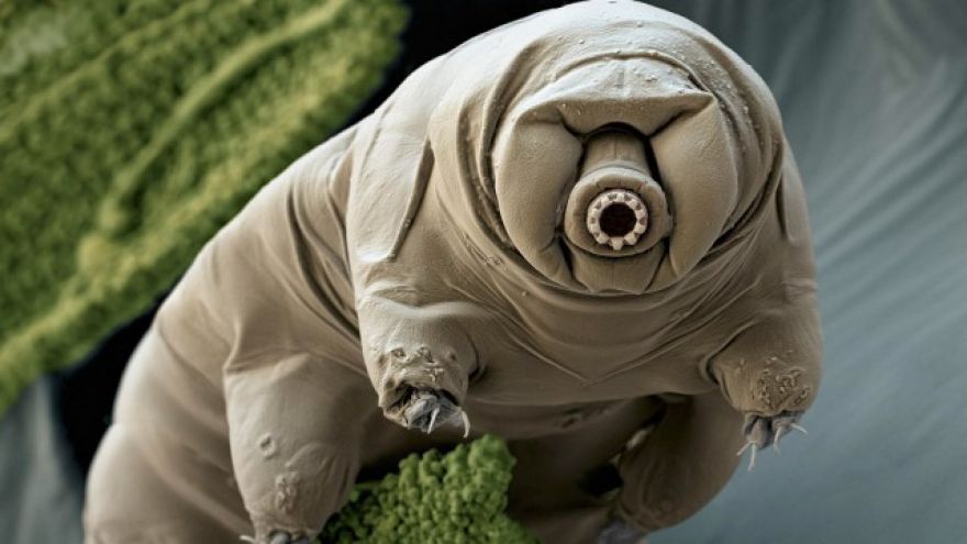Tardigrade DNA inserted into human cells gives them X-ray resistance