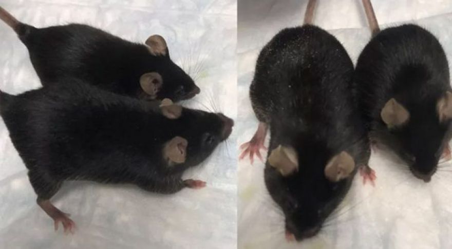 Mighty Mice May Revolutionize Human Spaceflight