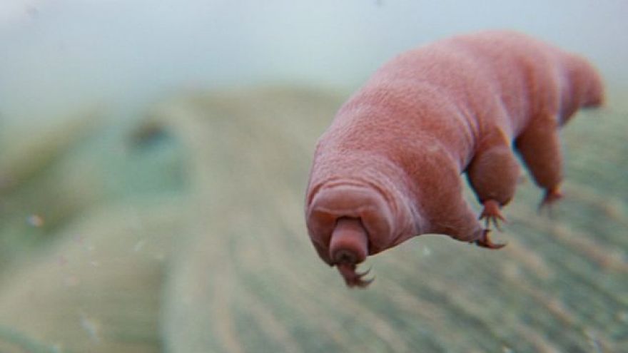 Tardigrades Shot Out of a Gun to Test Origin-of-Life Theory