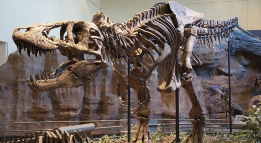 Tyrannosaurus Rex Had an Air Conditioner Built Into Its Skull: Researchers