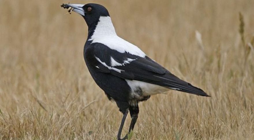 Magpies Help Each Other Remove Tracking Devices, Thwart Scientists