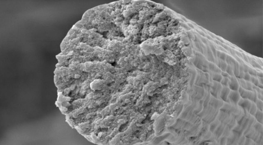 Synthetic Bacteria Can Produce Muscle Fibers Stronger Than Kevlar